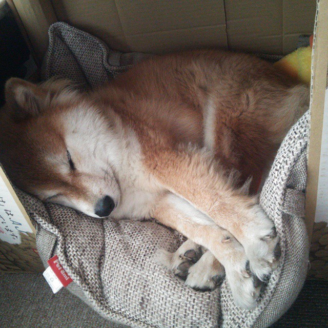 五大联赛：最新积分榜，谁已几乎锁定冠军？，五大联赛积分排名榜